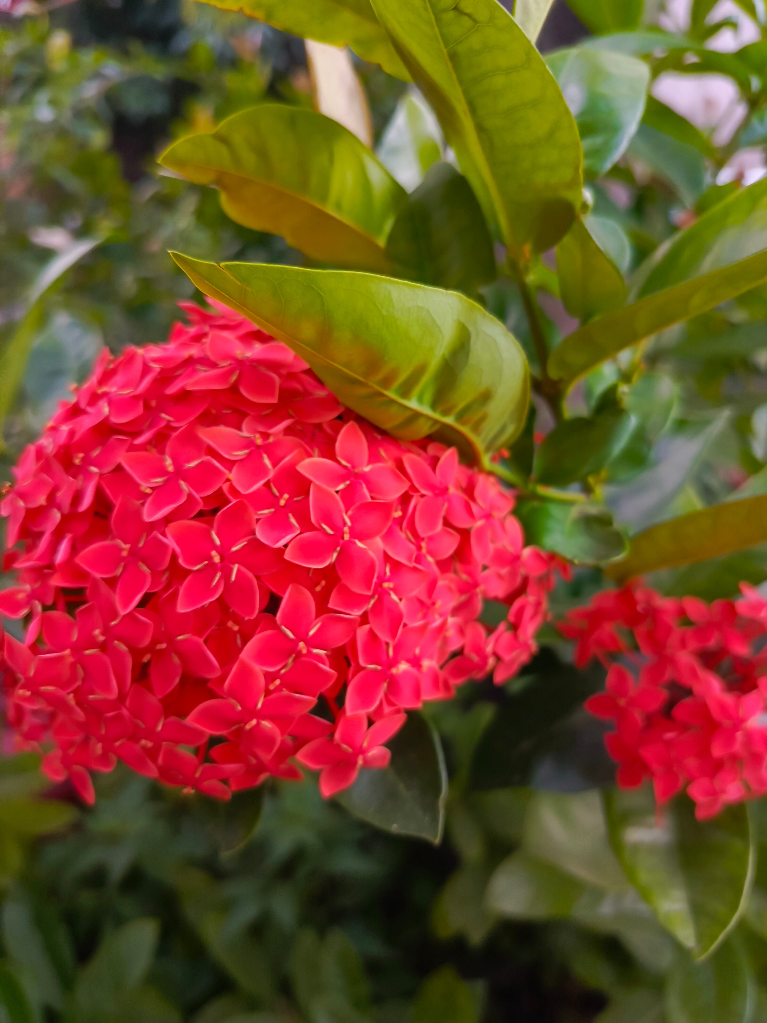 Фото Shenzhen Baolilai International Hotel