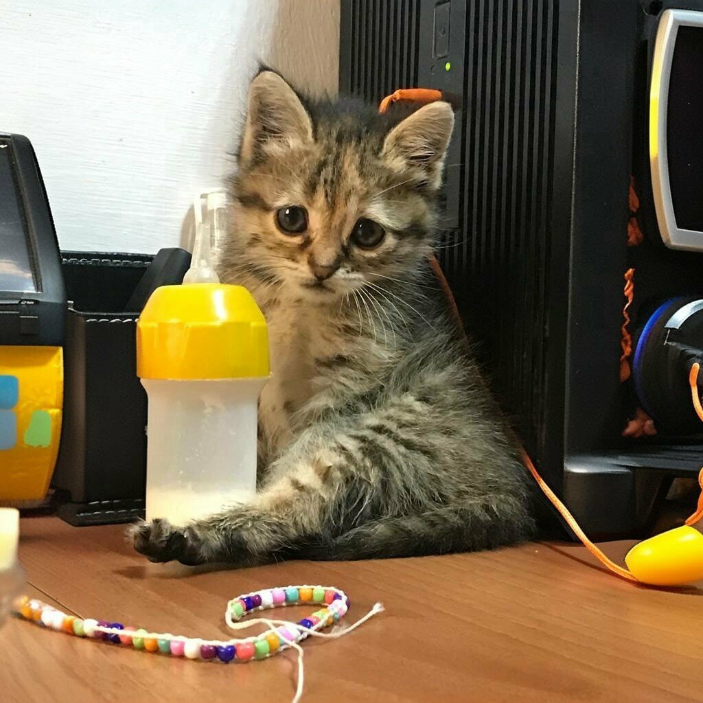 Veterinary clinic Can Veterinary Clinic, Artvin, photo