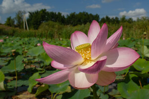 Лотосы (Belgorod Region, Yakovlevskiy munitsipalny okrug, Stroitel), naturaleza