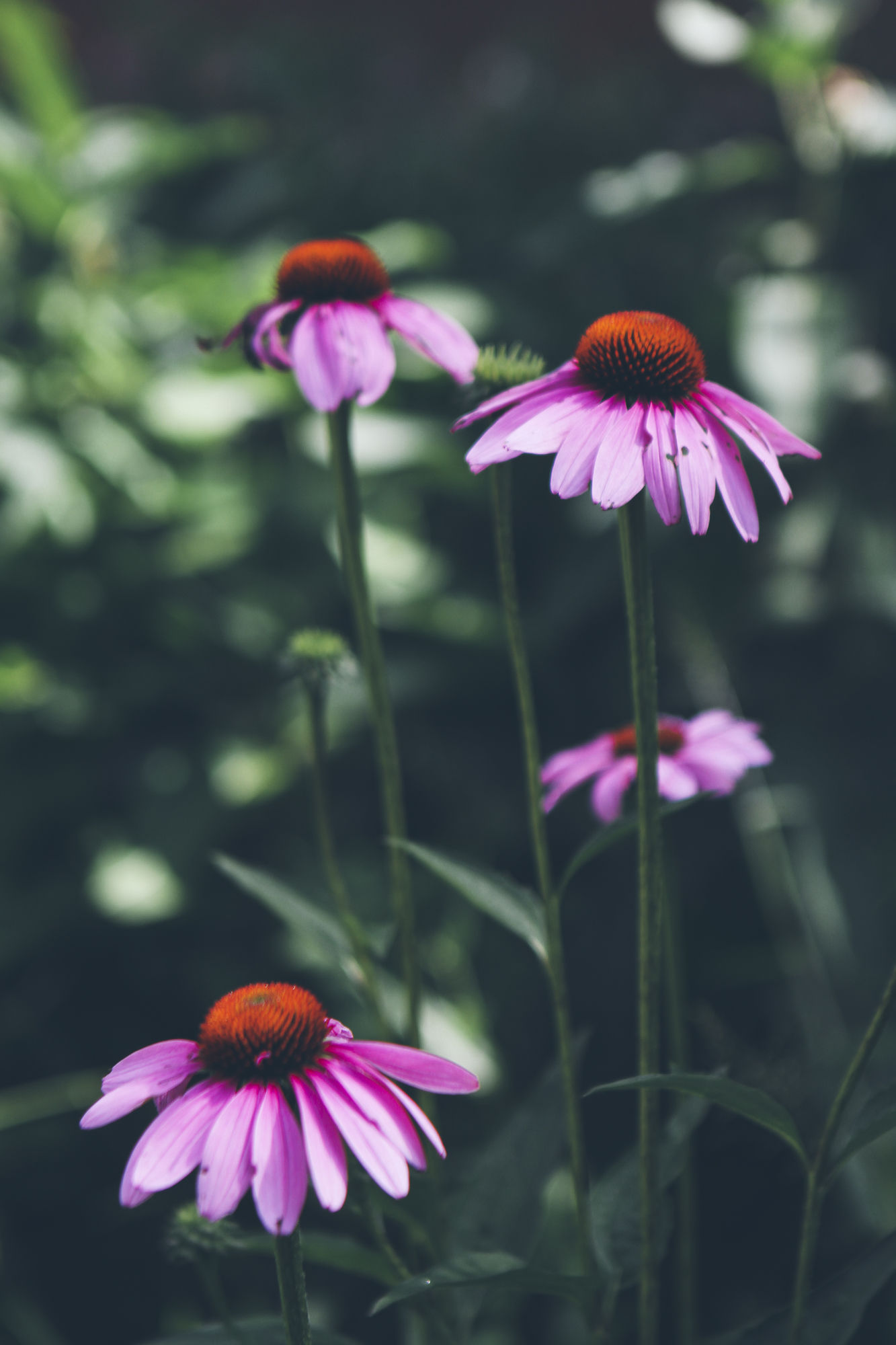 Фото The Old Saco Inn