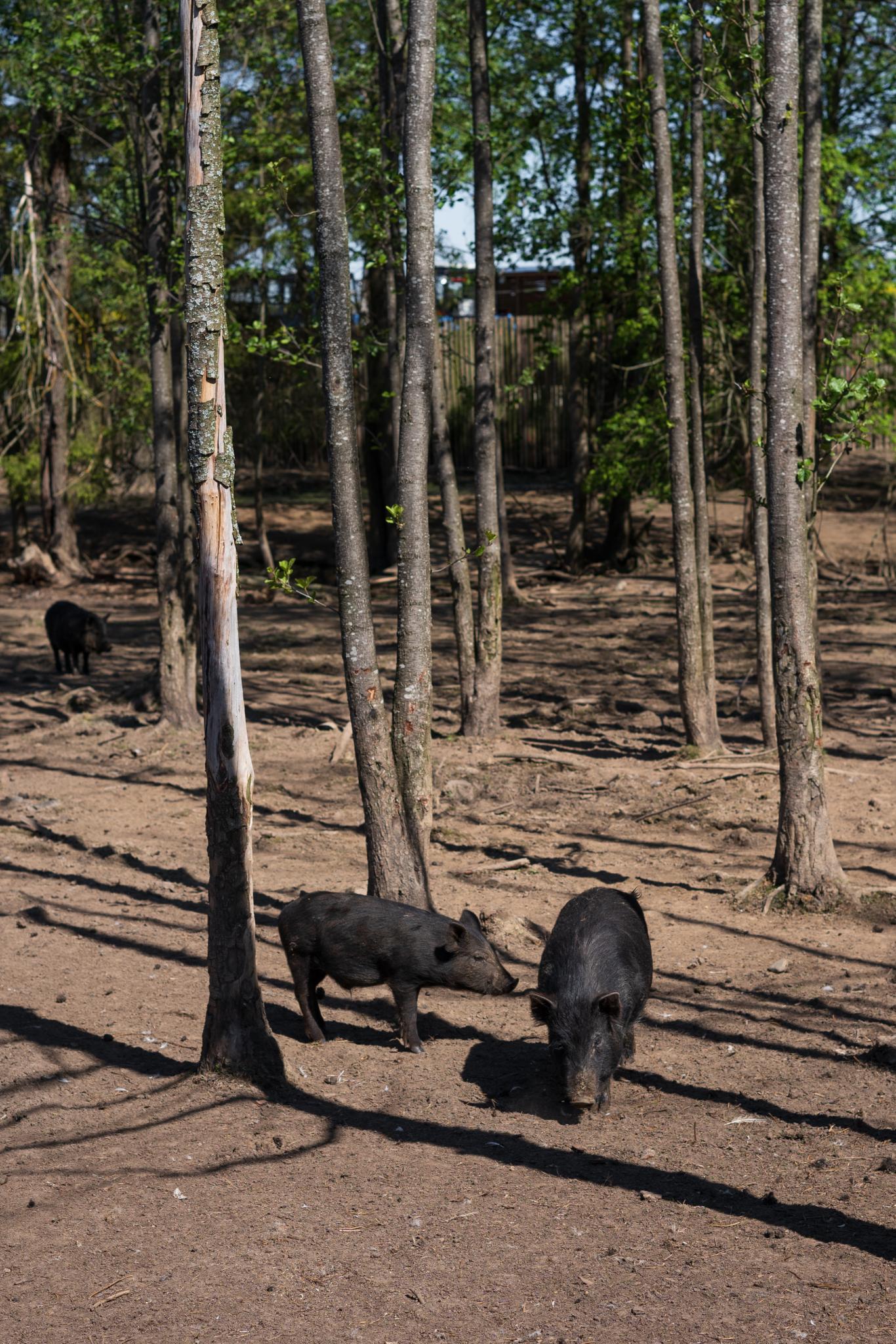 Фото Экоферма Вьюхово