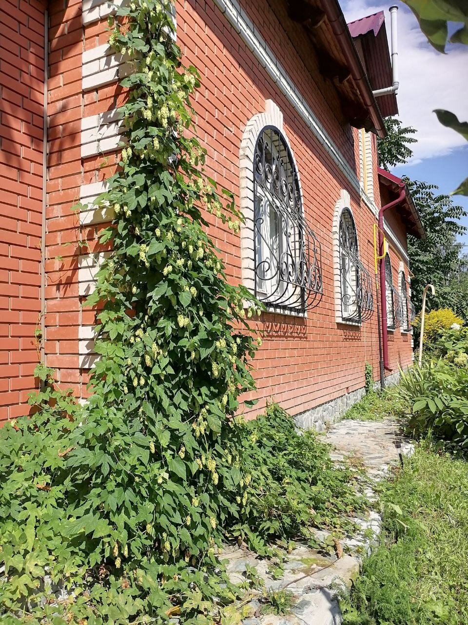 Фото Орешек