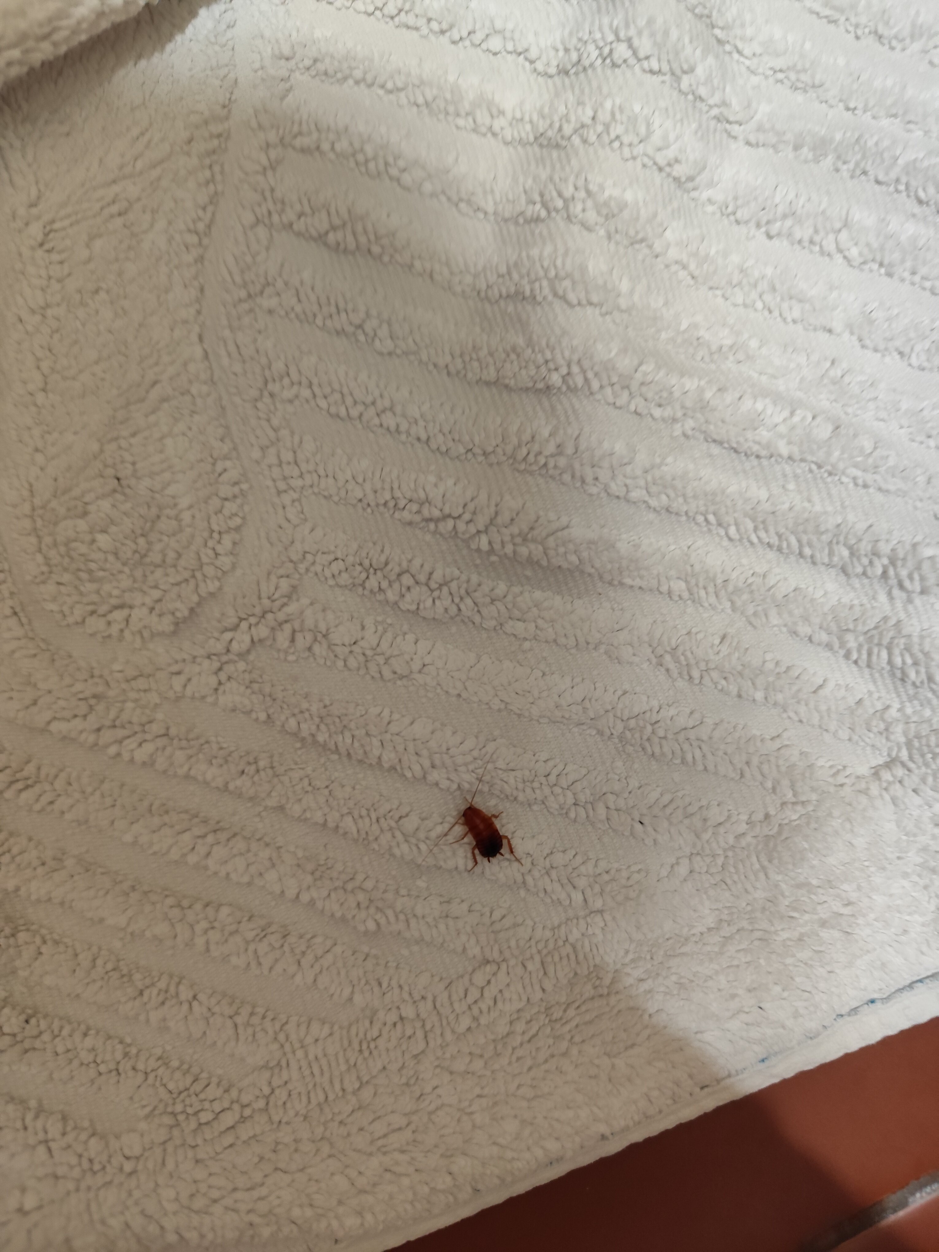 Фото Олимпия