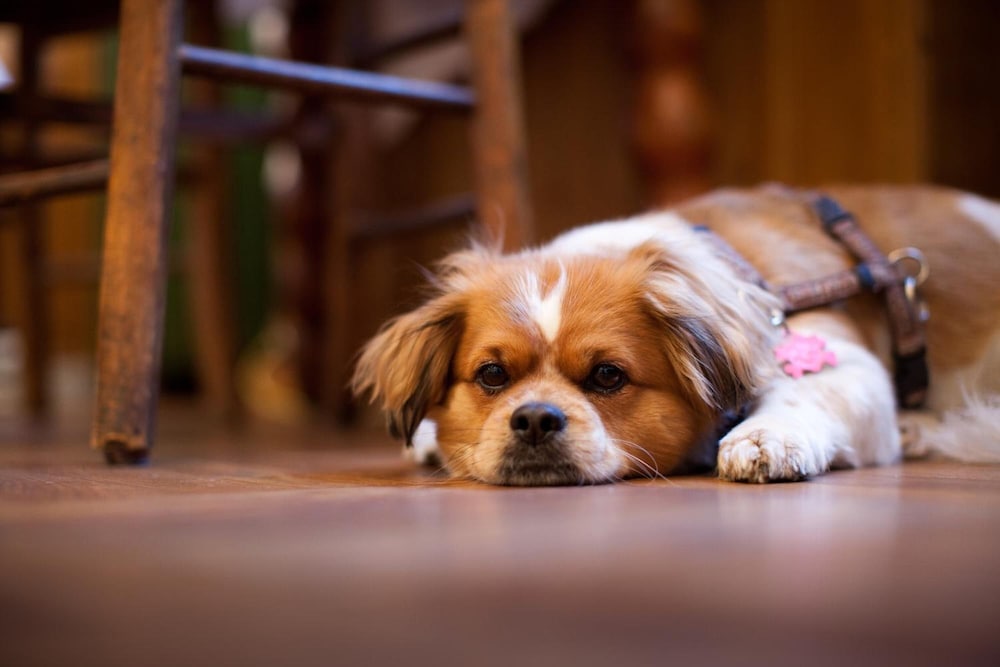 Фото Hotel Schwalbe