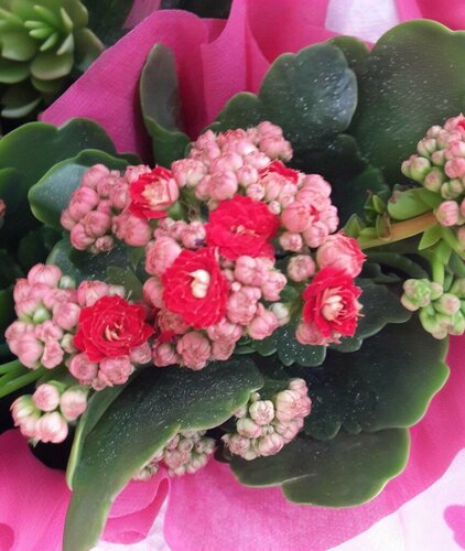 Civelekler Kuyumculuk Fotoğraf 3