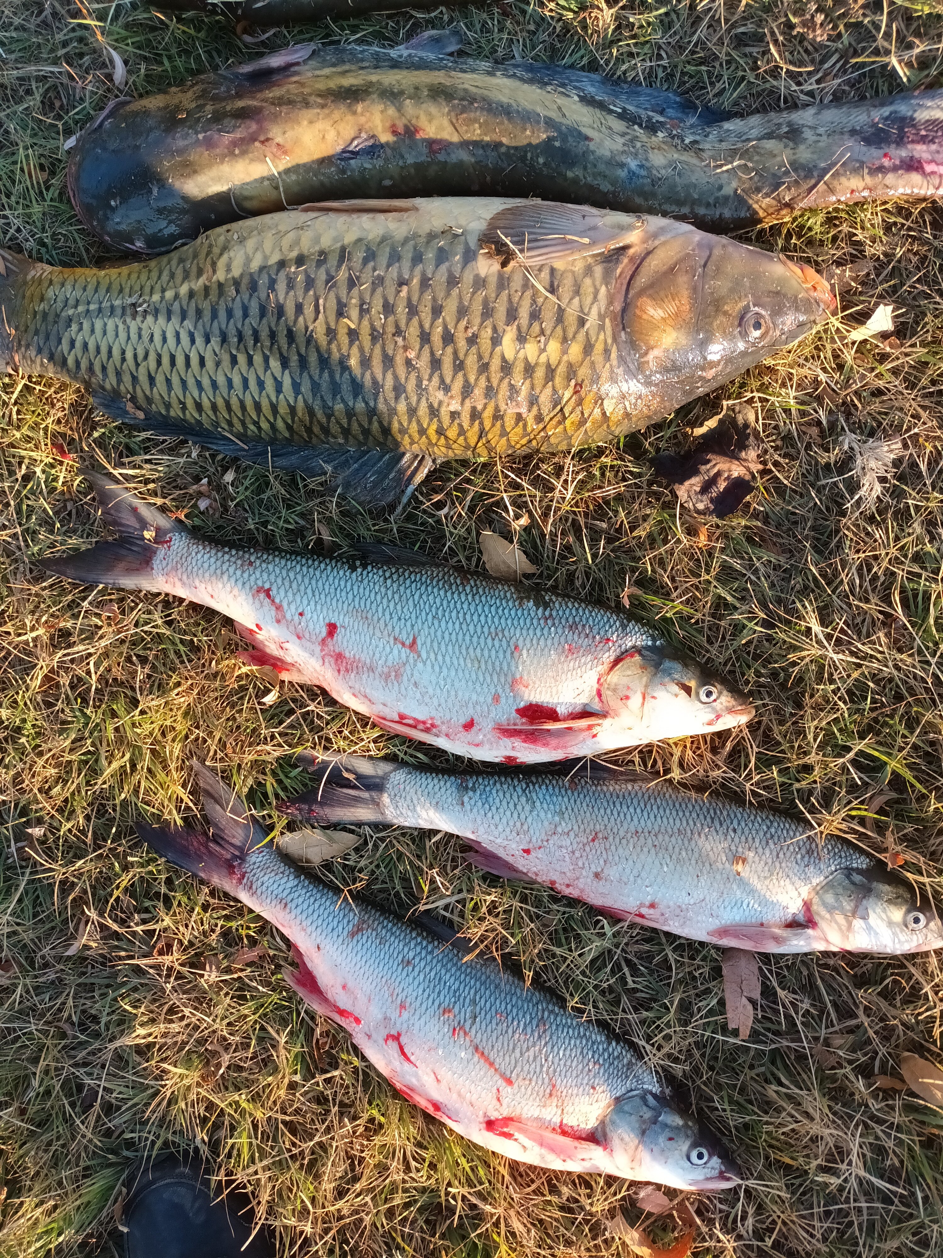 Фото Зеленга