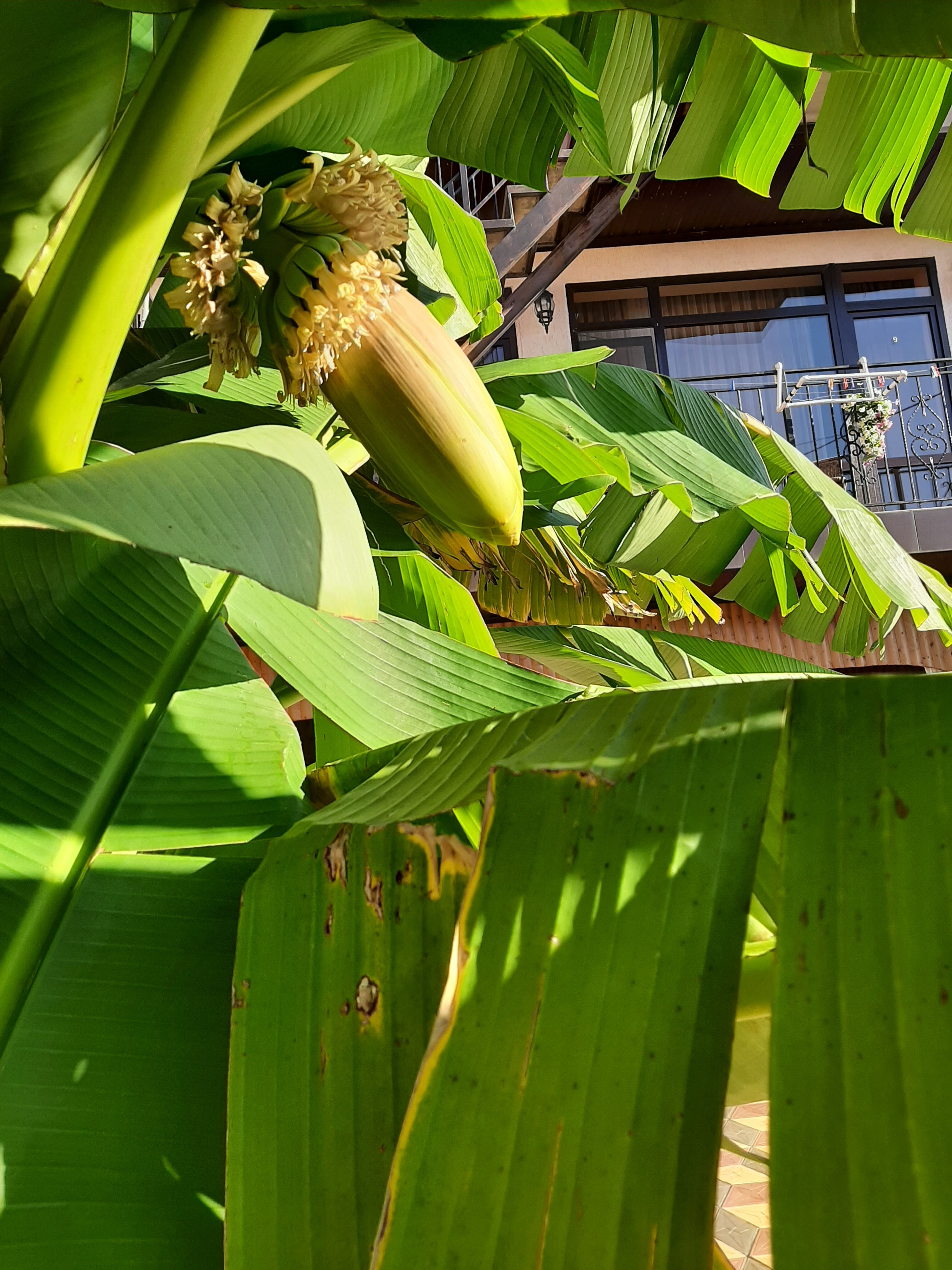 Фото Санрайз