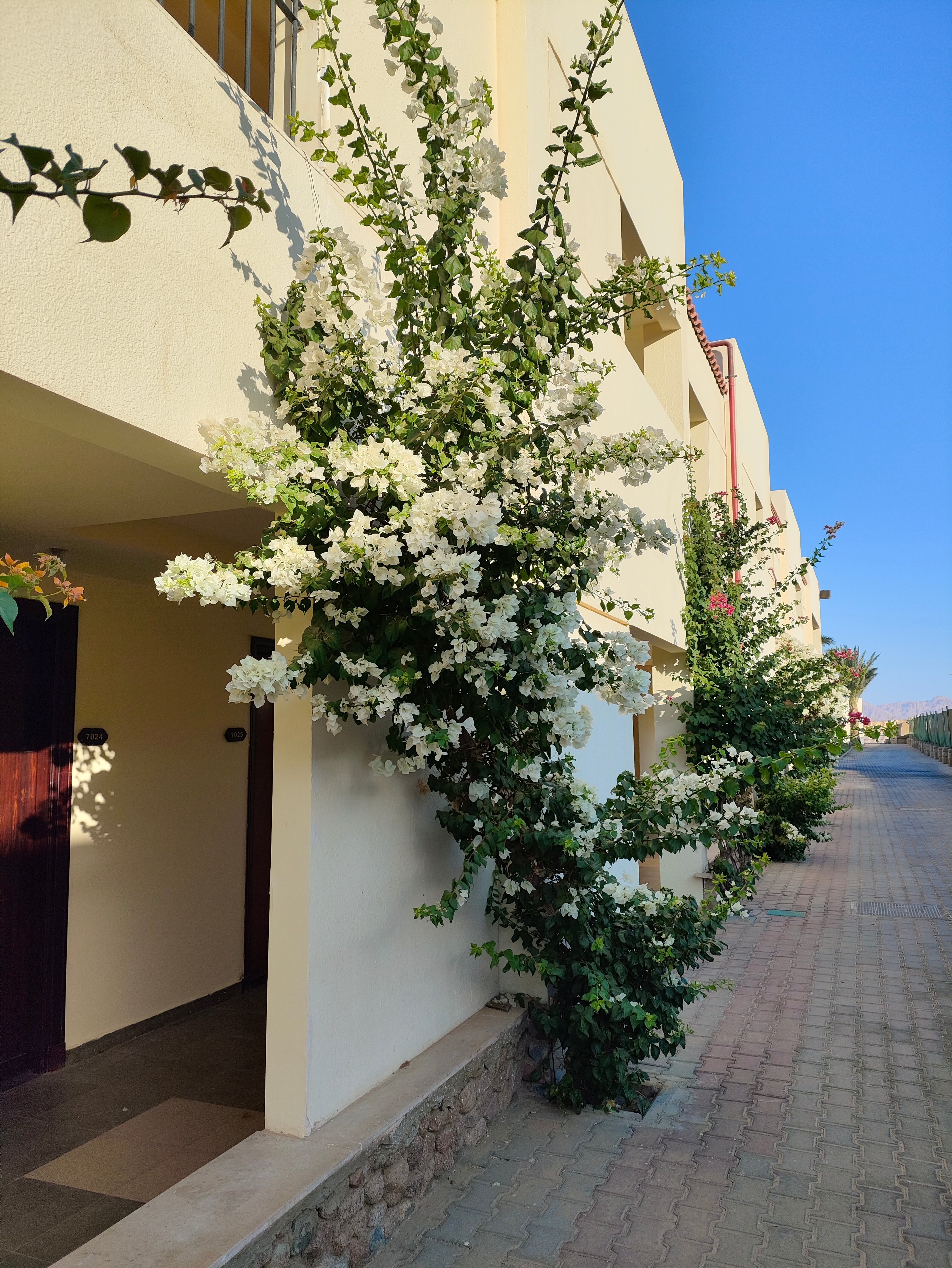 Фото DoubleTree by Hilton Sharm El Sheikh - Sharks Bay Resort