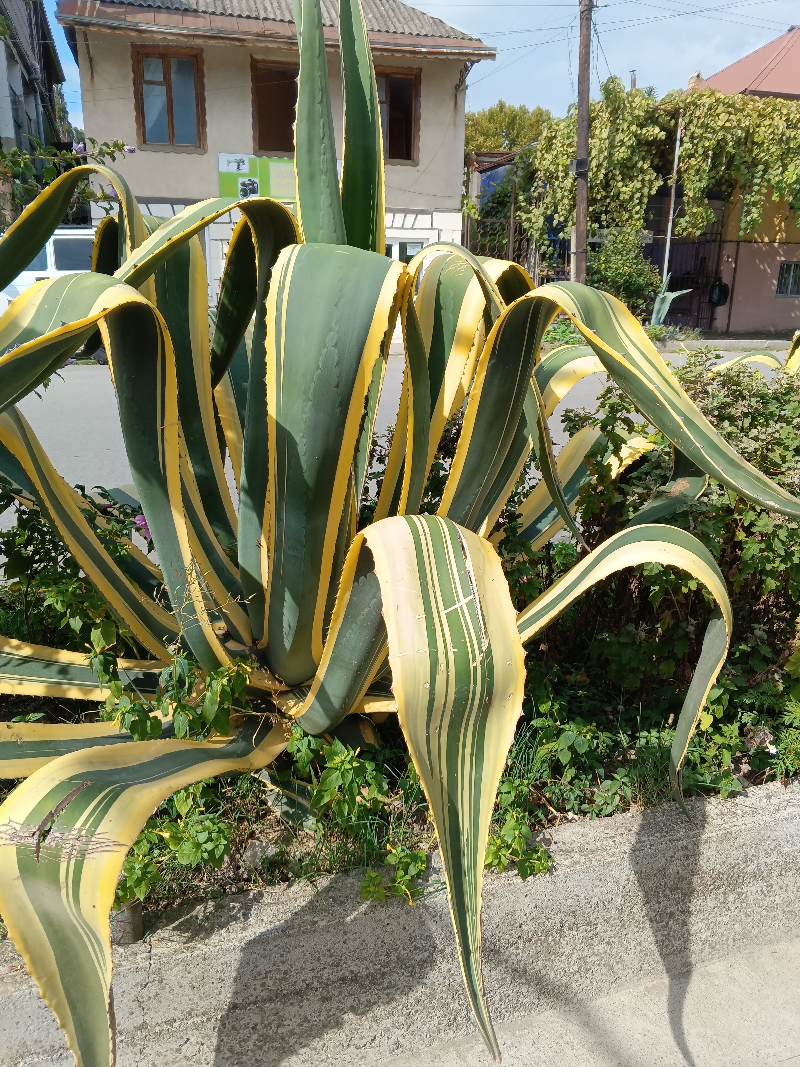 Фото Белая Панама