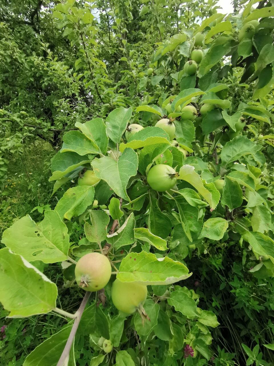 Фото Усадьба Косолапово