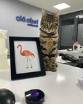 Ala Offset Printing (Istanbul, Esenler, Orucreis Neighborhood, 574th Street, 1), printing services