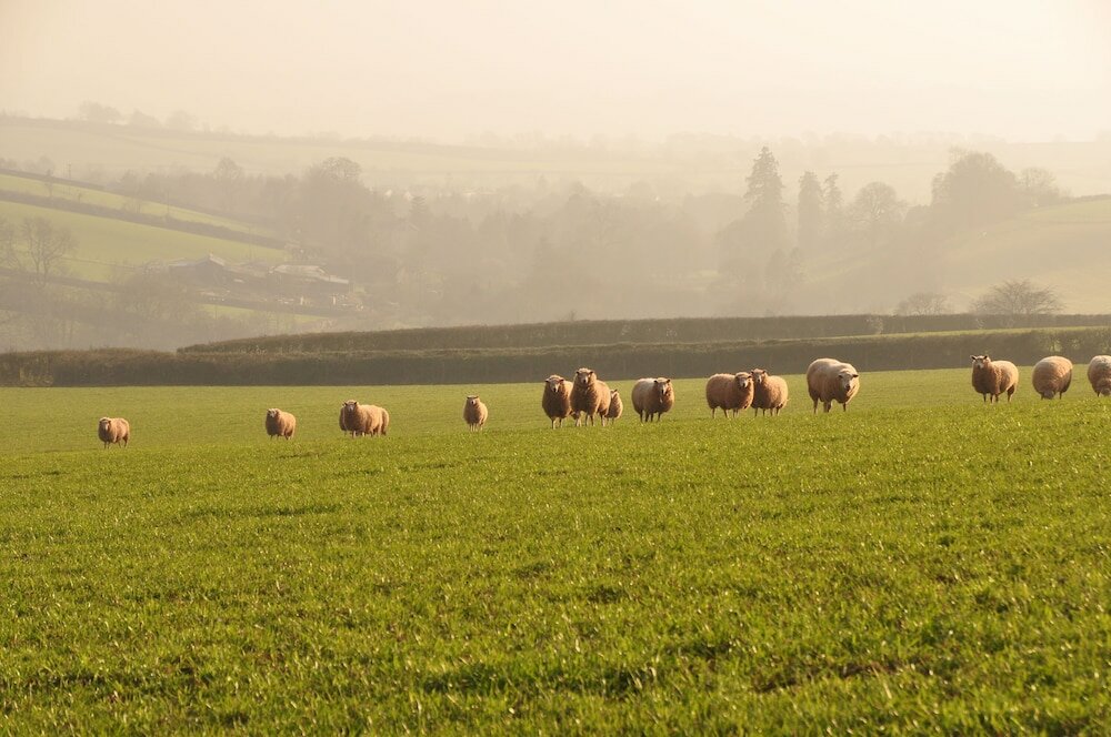 Фото Brambles Bed and Breakfast
