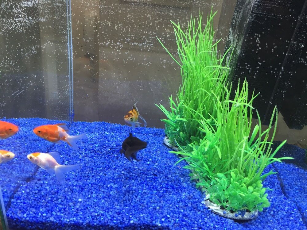 Фото Il Giardino di Adriana Bed and breakfast