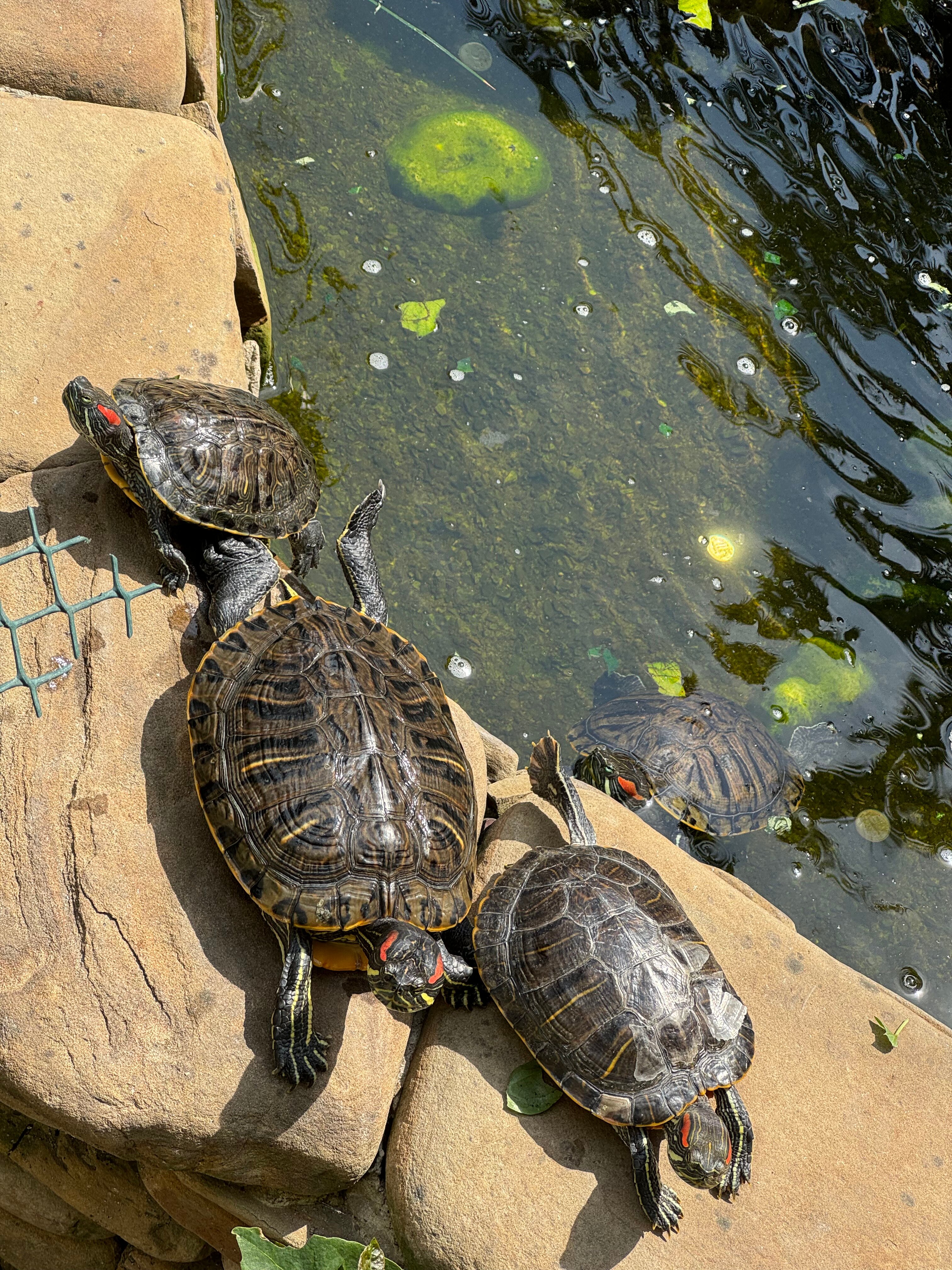 Фото Парадиз