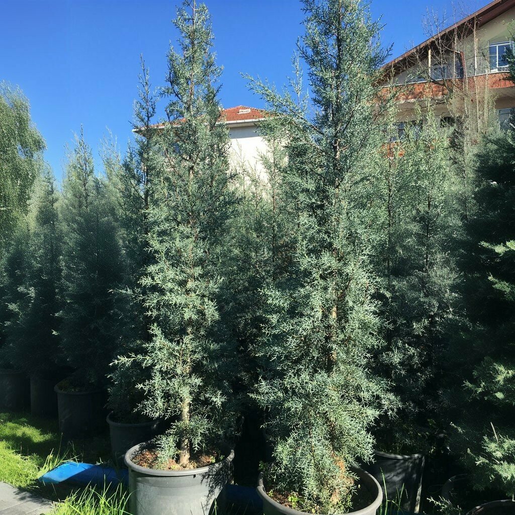 Plant nursery Abies Fidan, Sapanca, photo