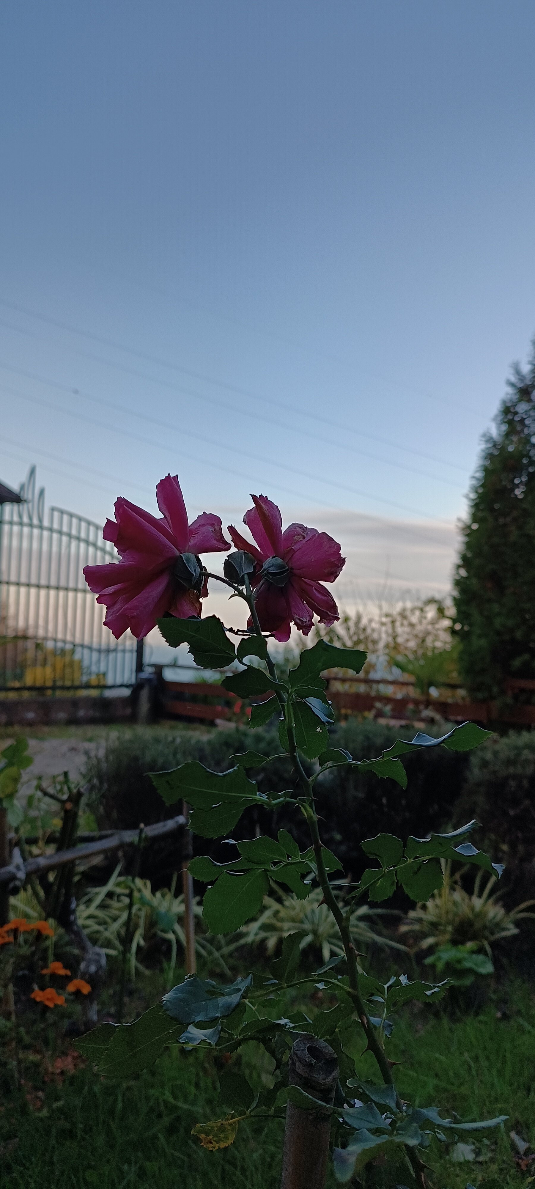 Фото Лоо-ра