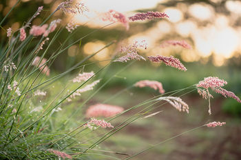 Фото The Hilton Bush Lodge