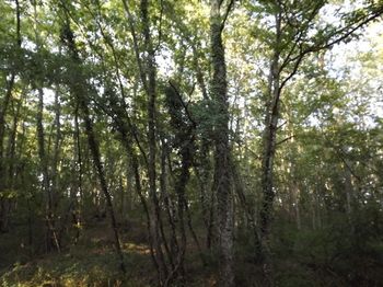 Фото Tenuta i Lecci di Gurian Roberta Maura