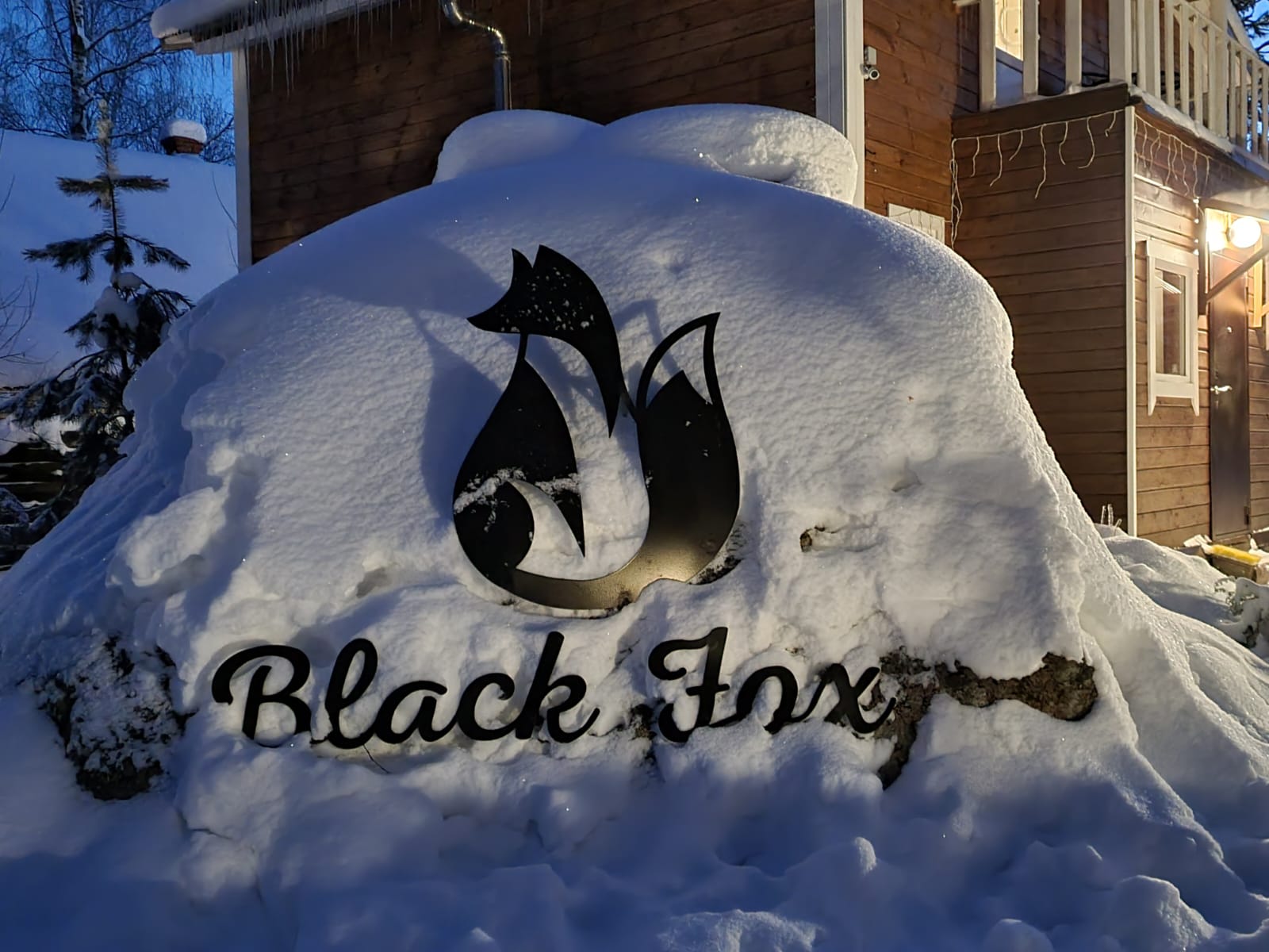 Фото Черная лиса