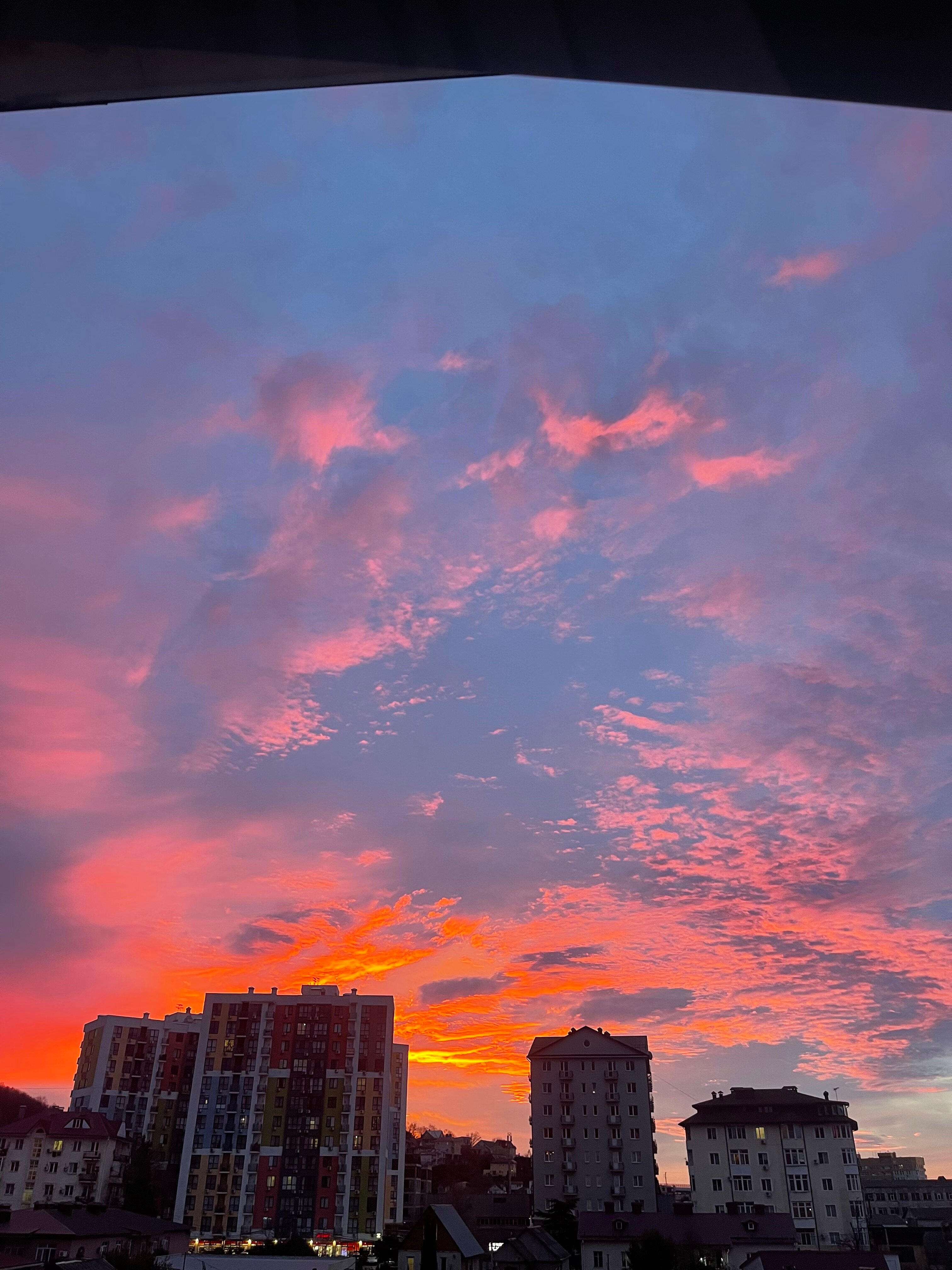 Фото Азалия Мимоза