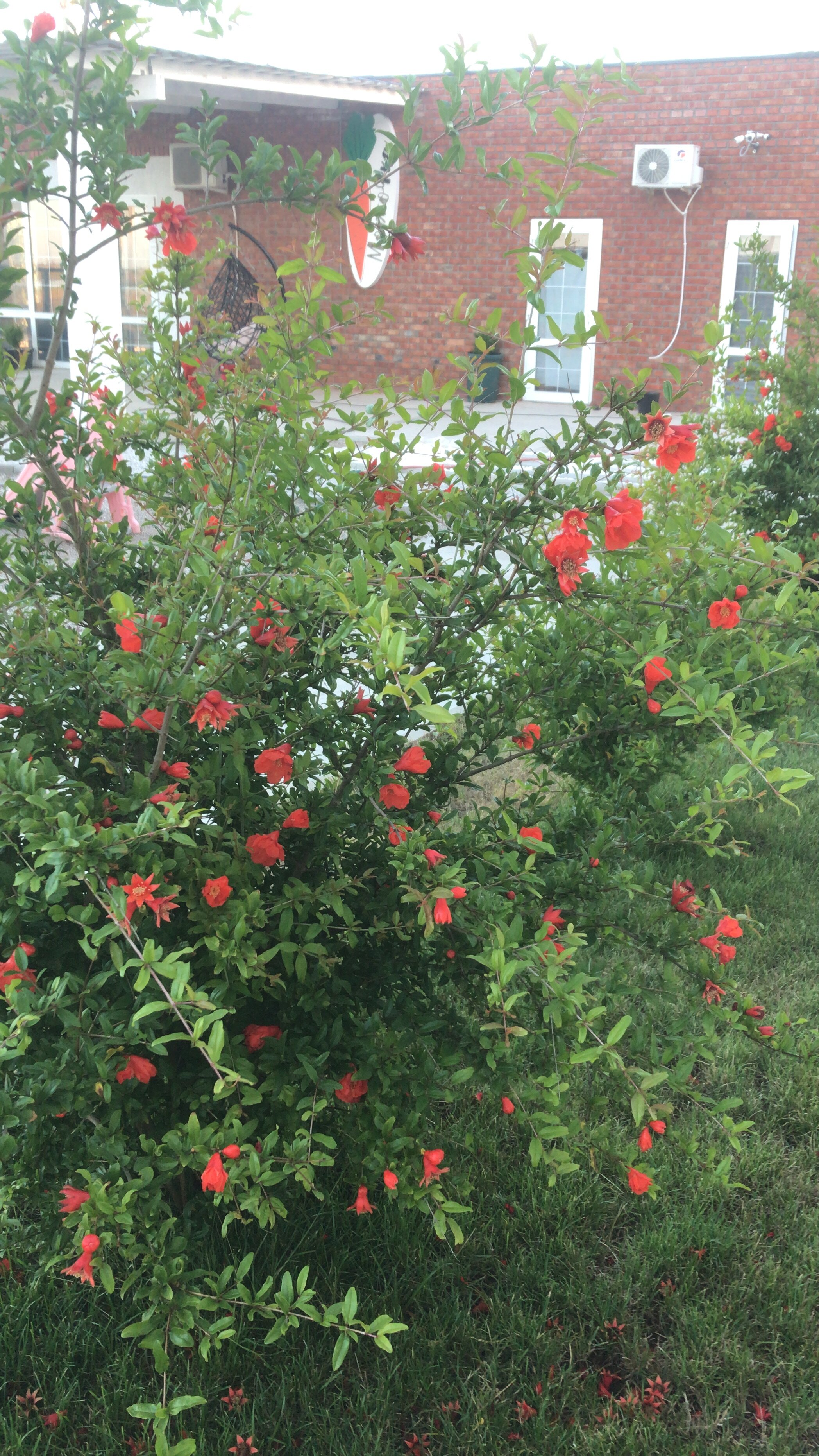 Фото Моркофка