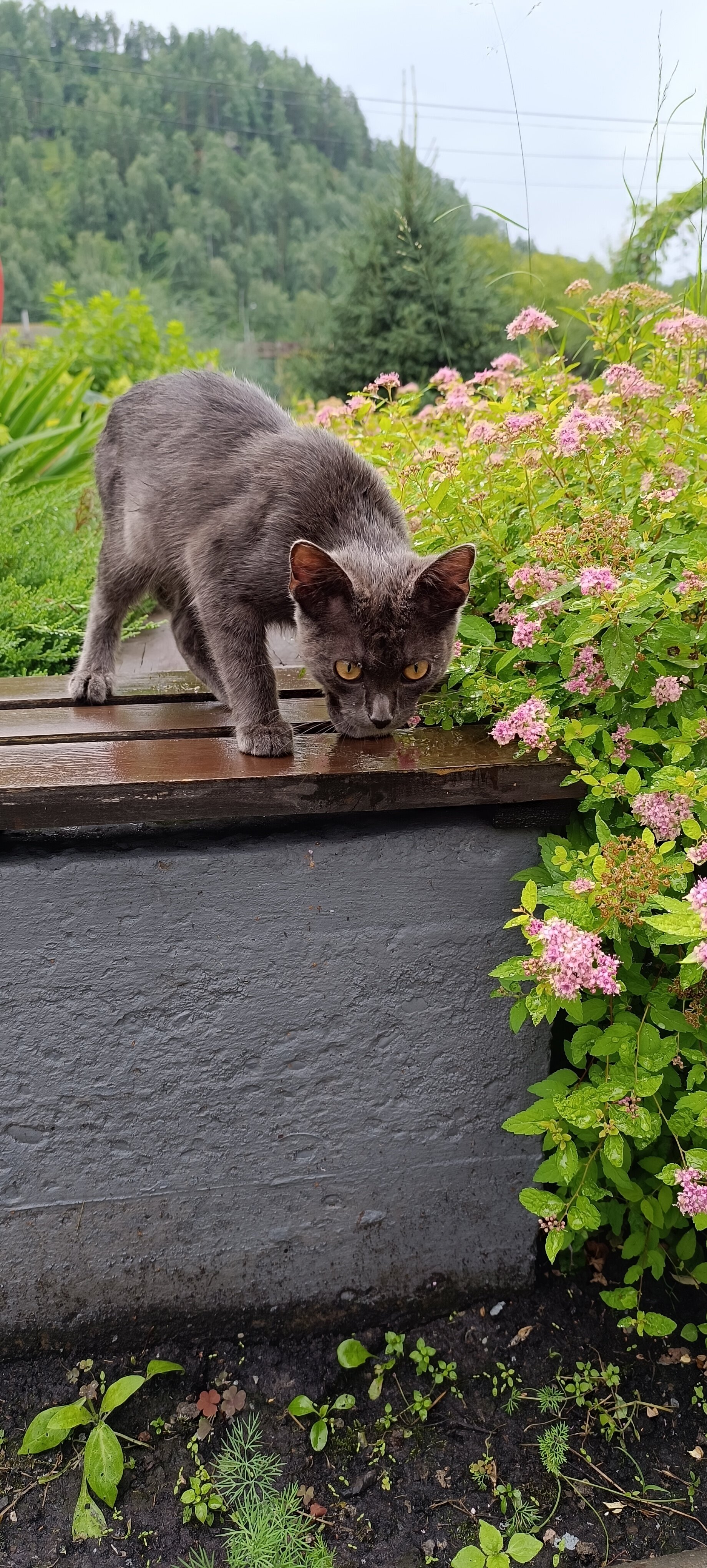 Фото Тёщина роща