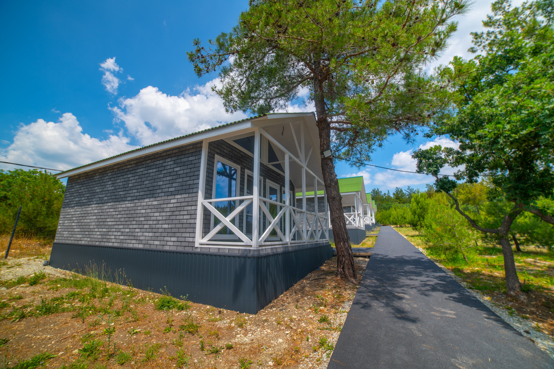 Фото Елки и Иголки