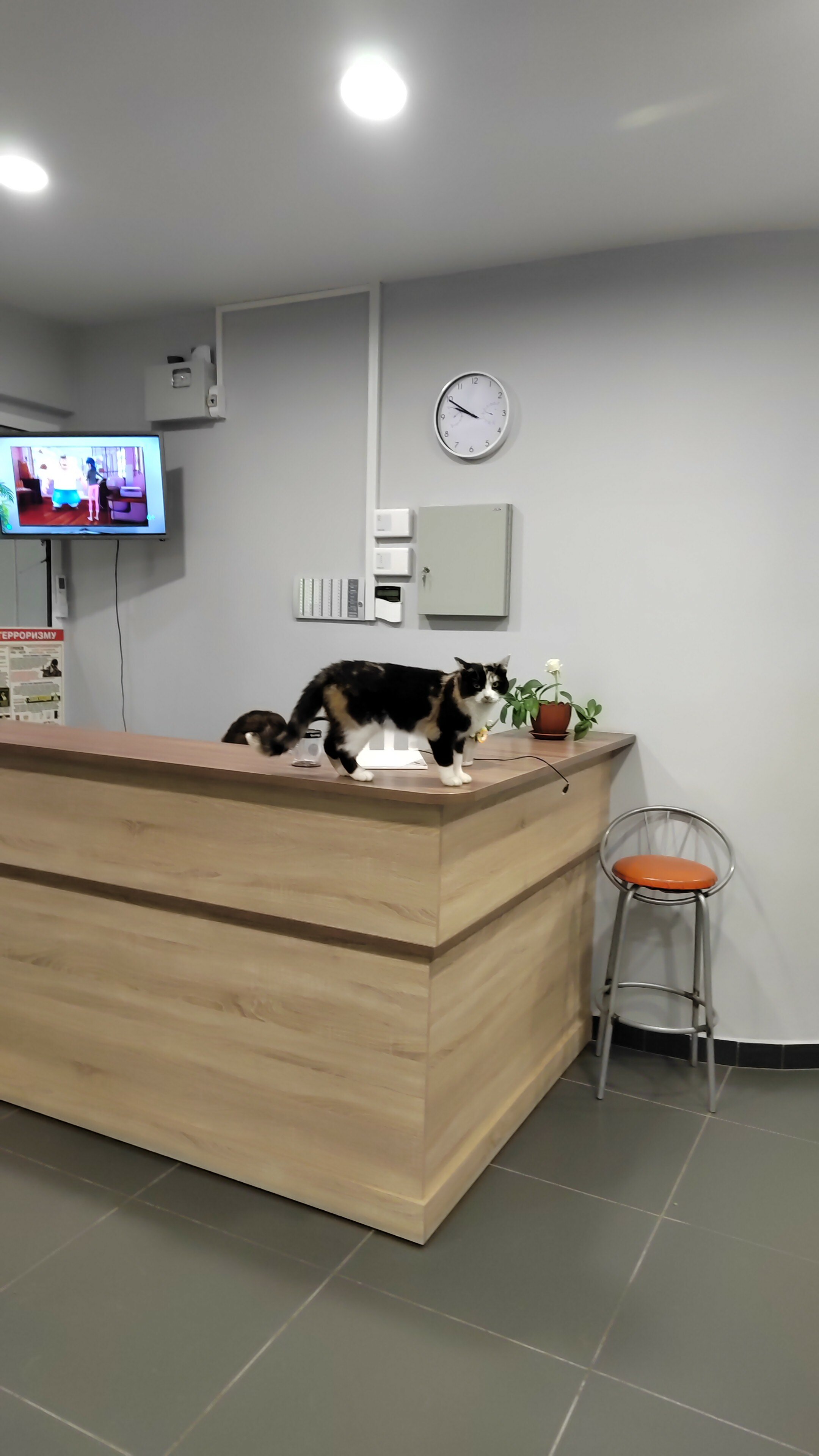 Фото Циркон