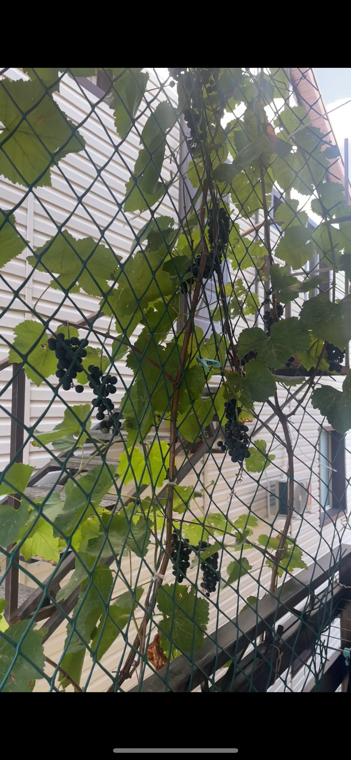 Фото Сакартвело