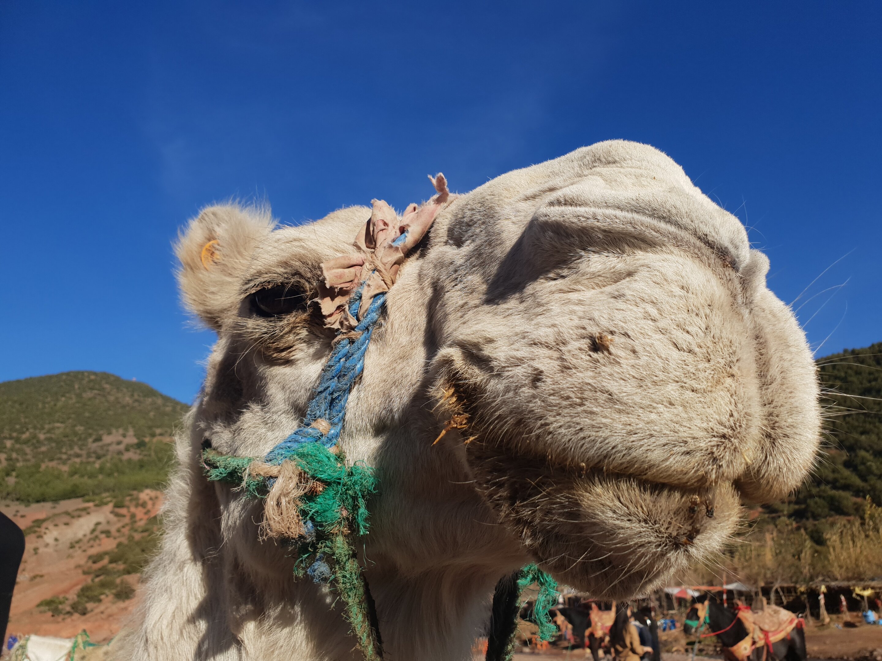 Фото Kasbah Africa