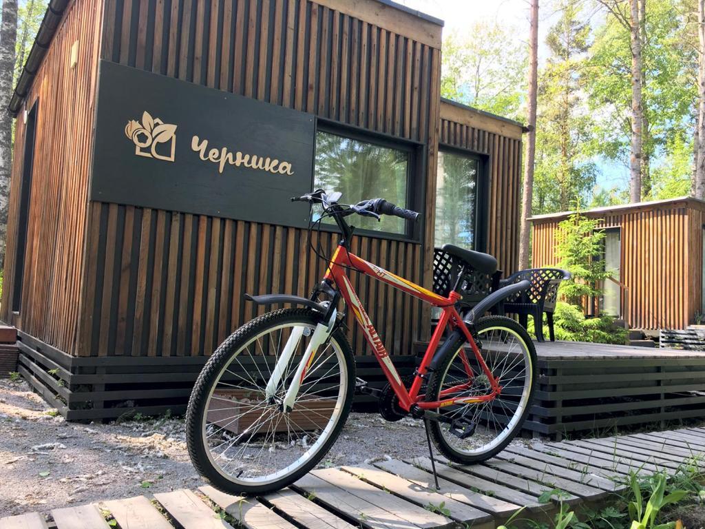 Фото Черника