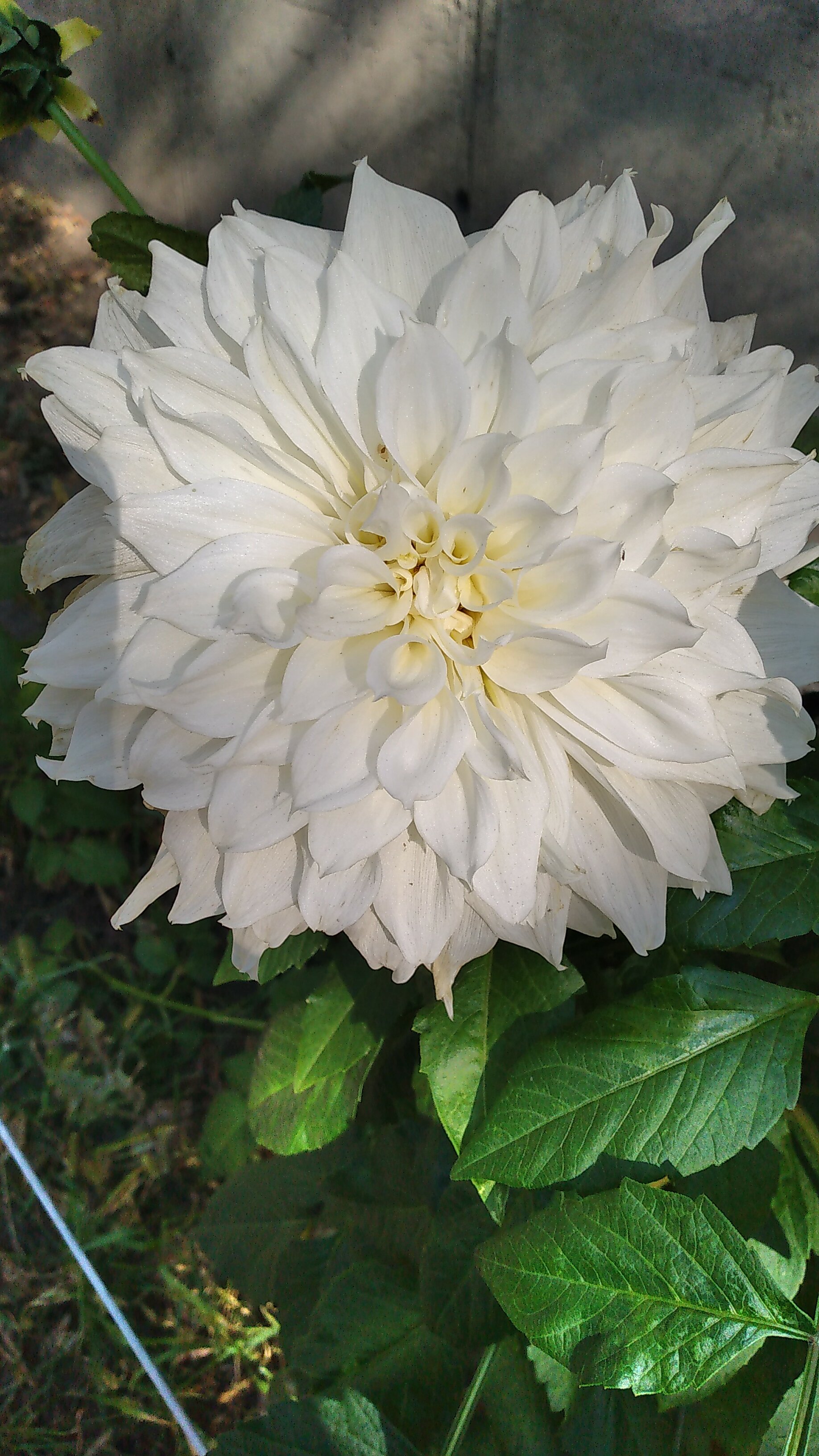 Фото Алексеевский