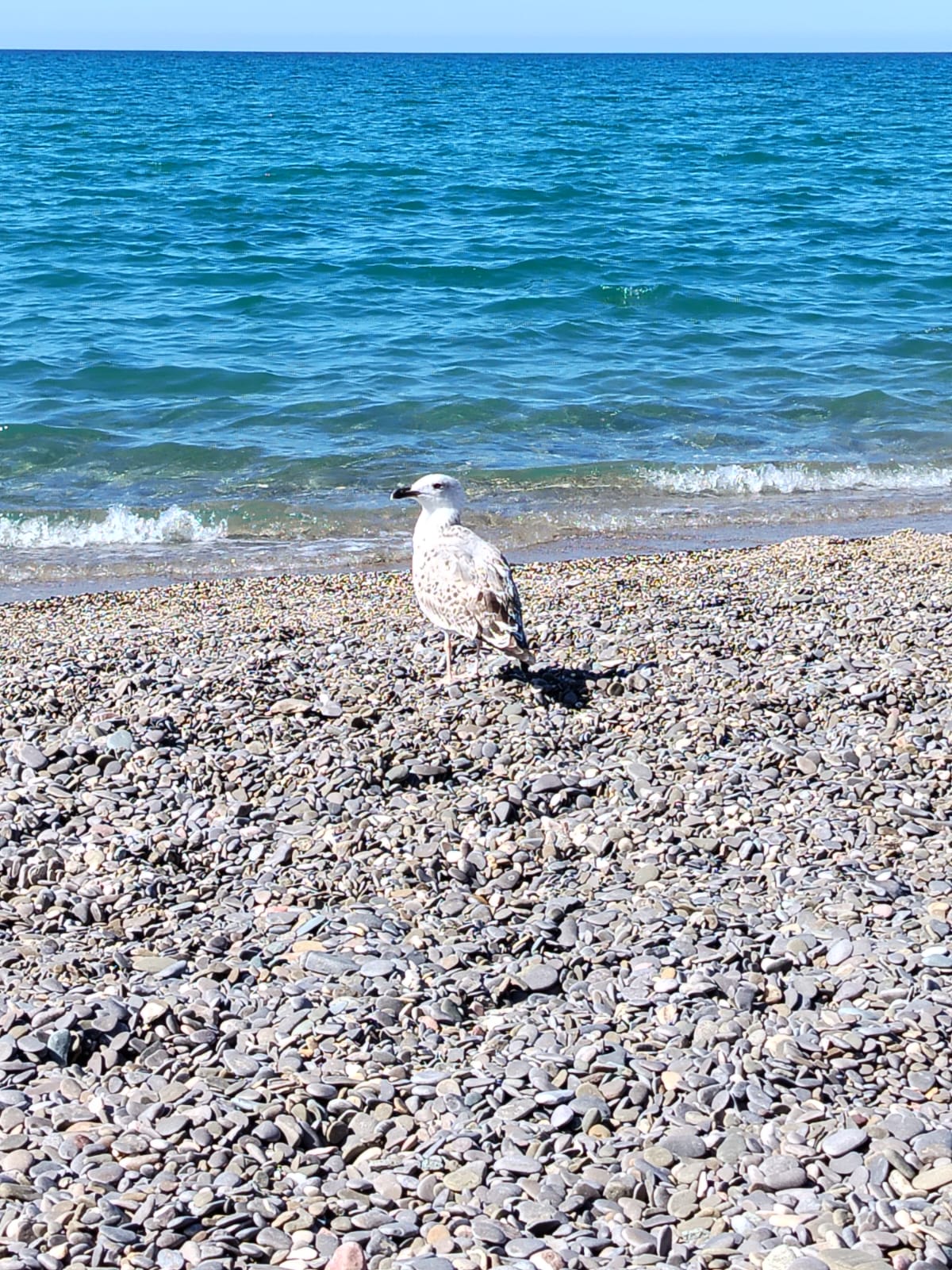 Фото Аврора