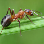 Goral Group Pest Control (İstanbul, Atasehir, İçerenköy Mah., Kavaklar Sok., 15A) ، التطهير وإزالة الطفيليات والآفات