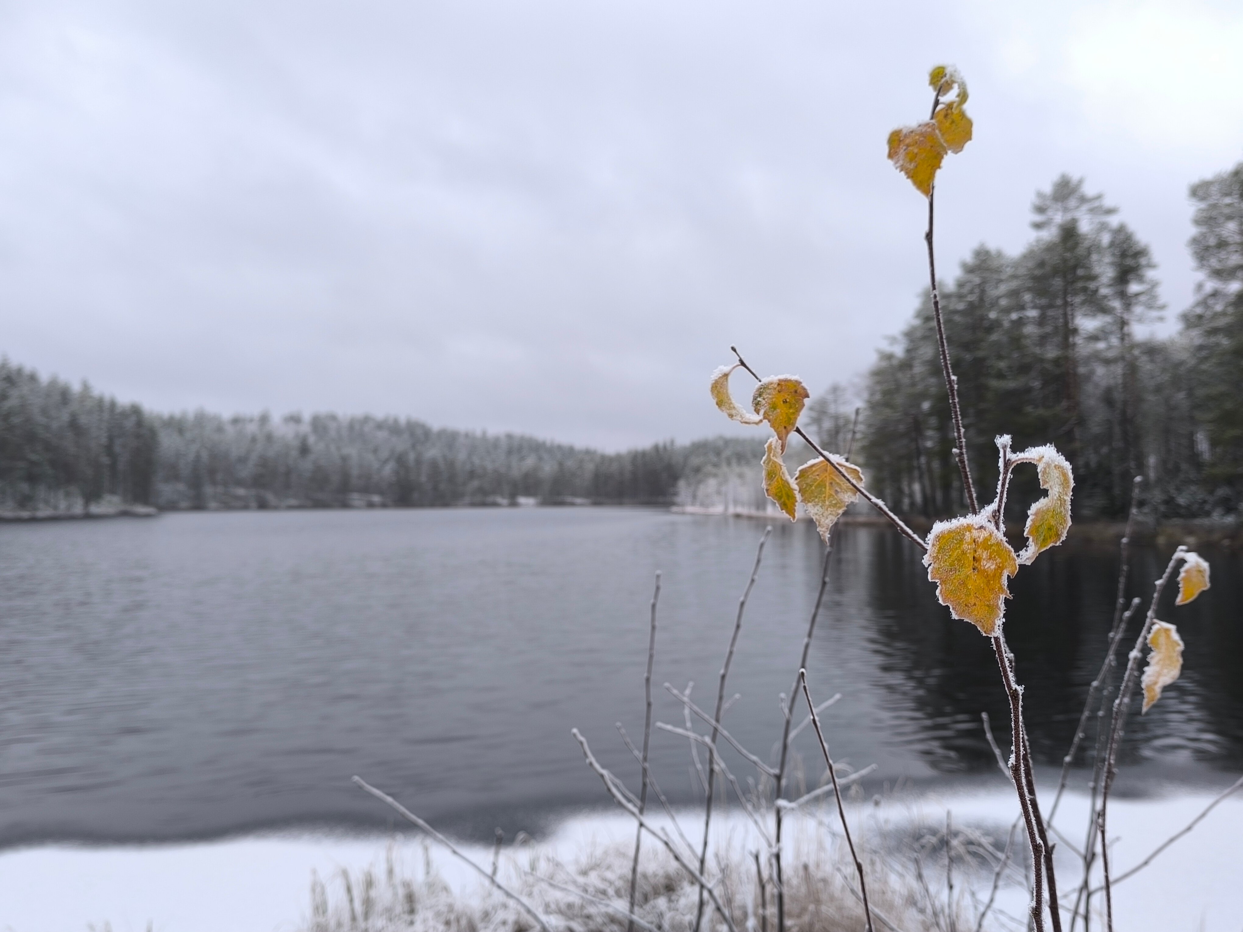 Фото Ёлки-Ладога