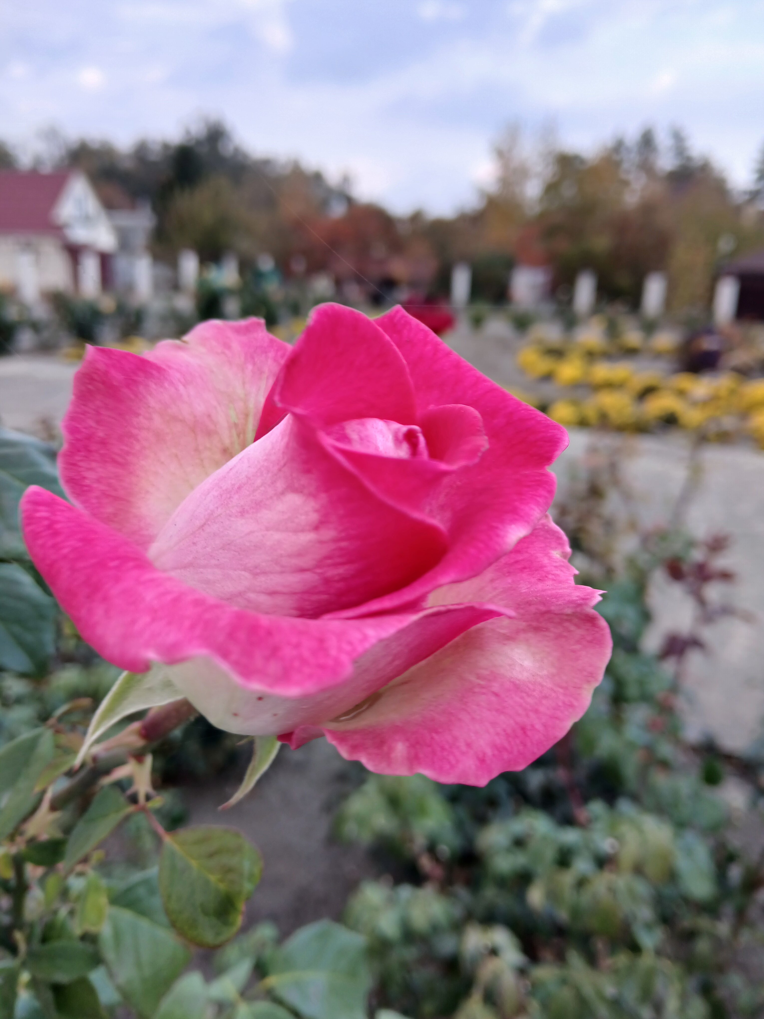 Фото Парк Отель