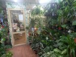 Цветы (Kalinina Street, 45), flower shop
