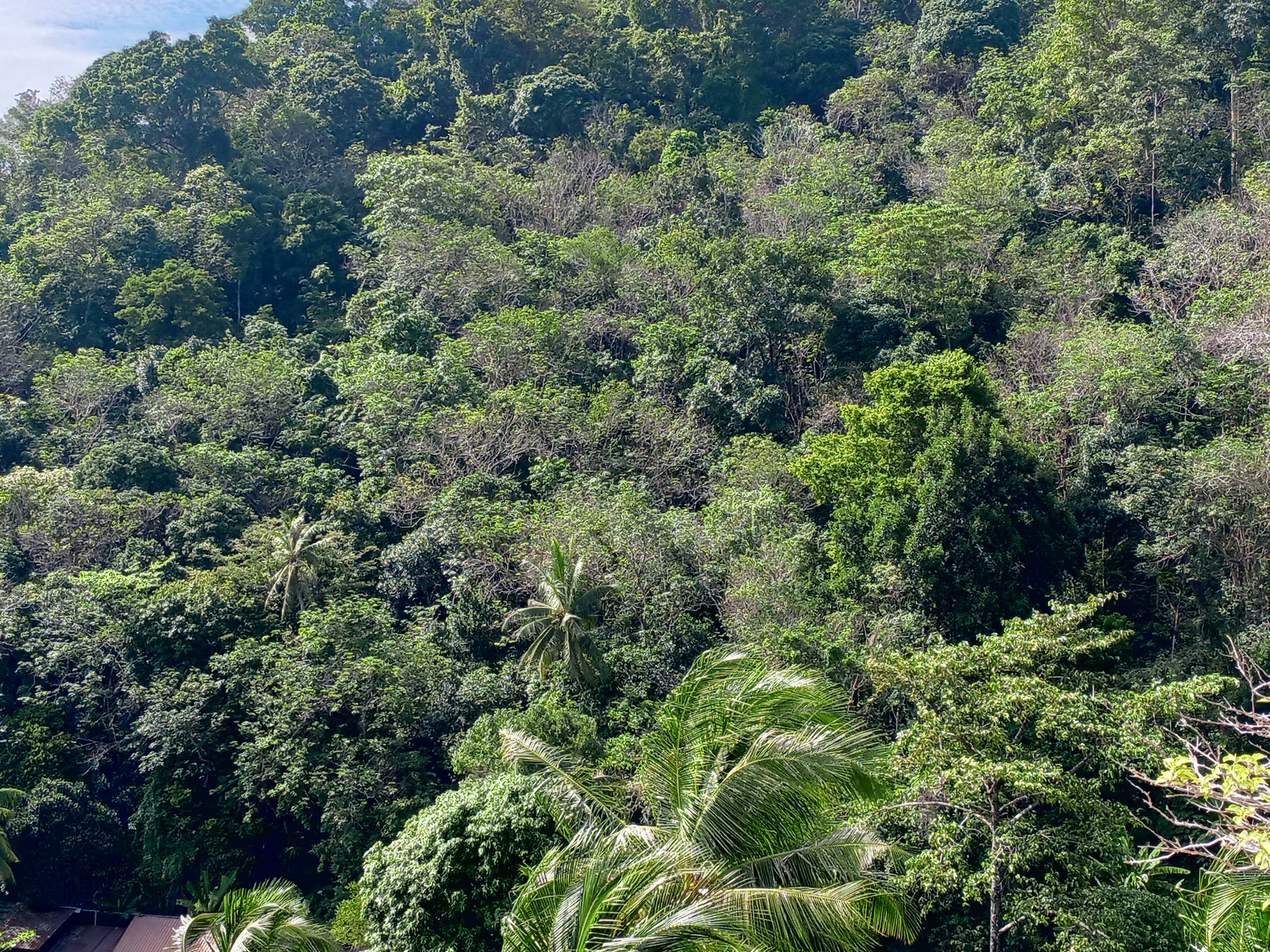 Фото Pacific Club Resort