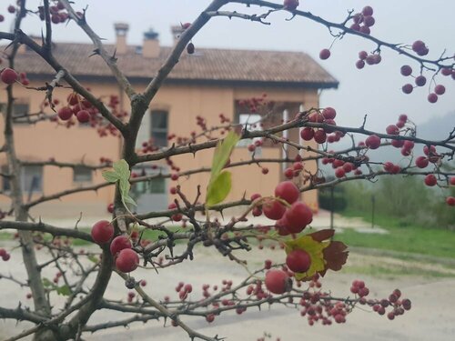 Внешний вид отеля Agriturismo Ben Ti Voglio в Болонье, фото 5