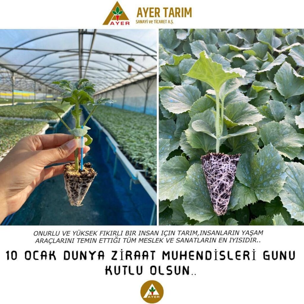 Agricultural enterprise Ayer Tarim, Antalya, photo