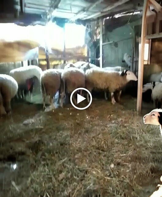 Bakery Cennet Börek, Izmit, photo