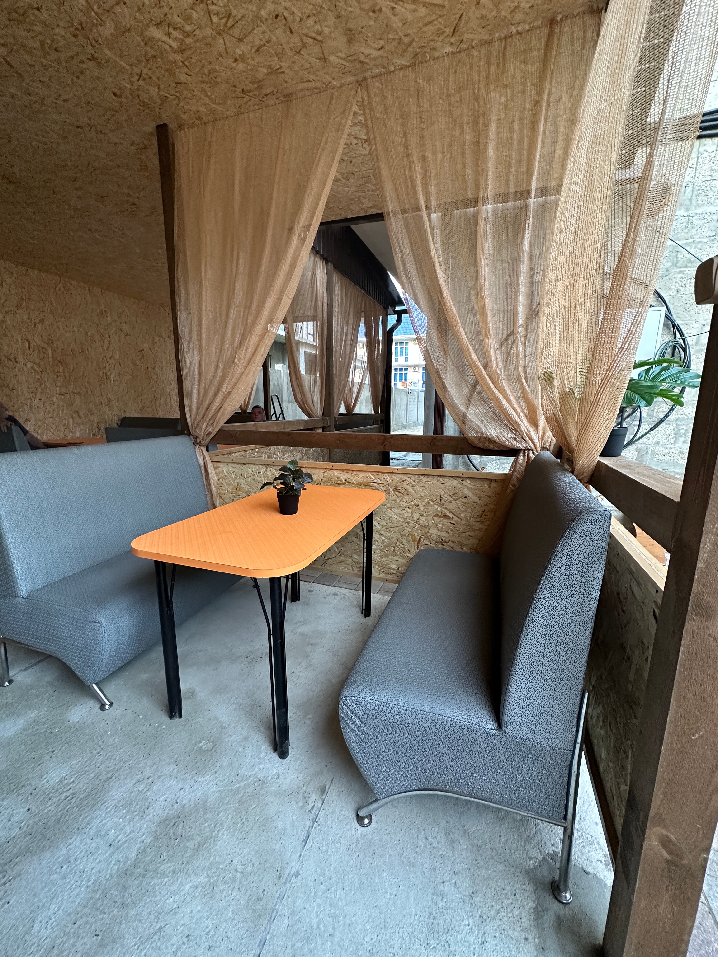 Фото Золотой абрикос