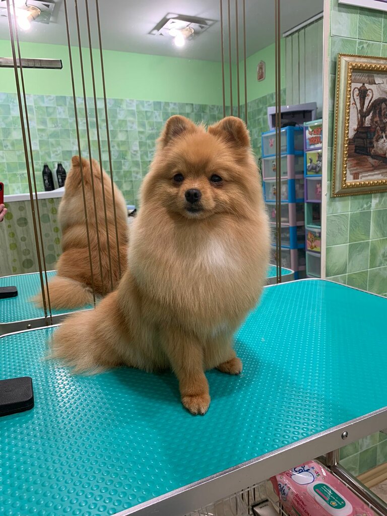 Зоосалон, зоопарикмахерская Рори Грум, Видное, фото