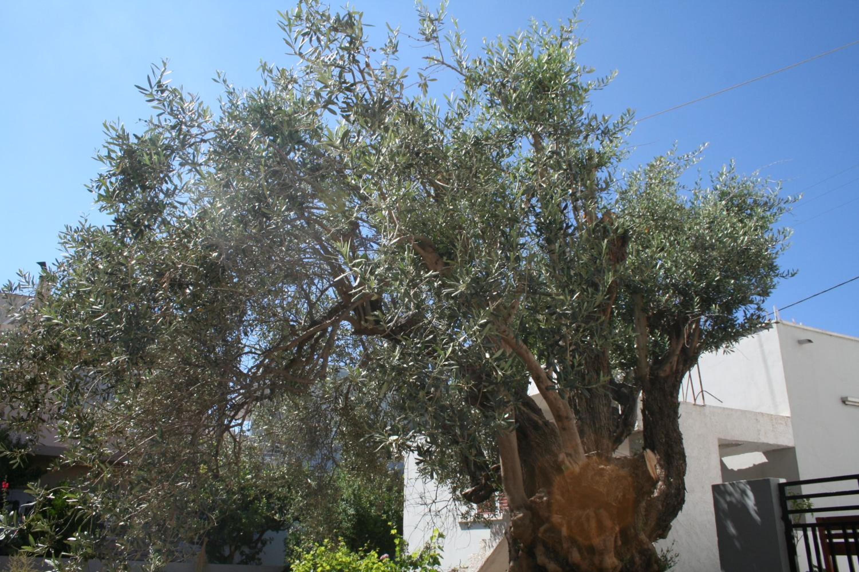 Фото Pantheon Deluxe Apartments