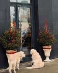 Mereuzze Coffee (Bolshaya Filyovskaya Street, 4) ، مقهى