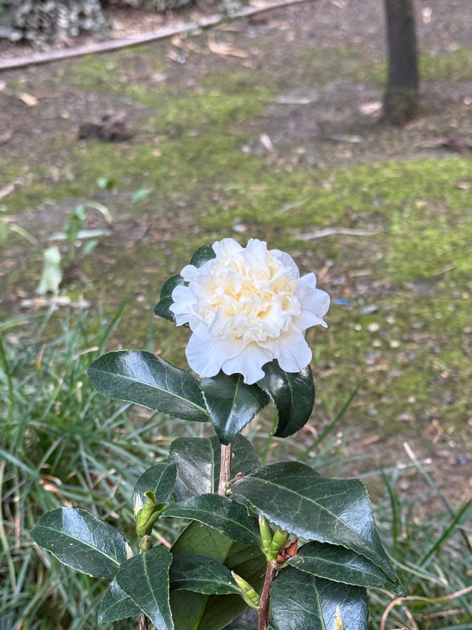 Фото Апельсин