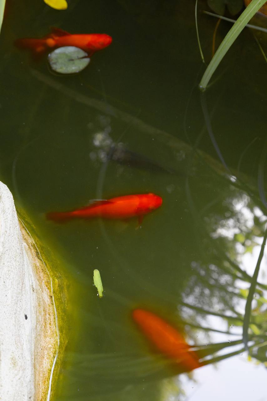 Фото АквариумЛоо