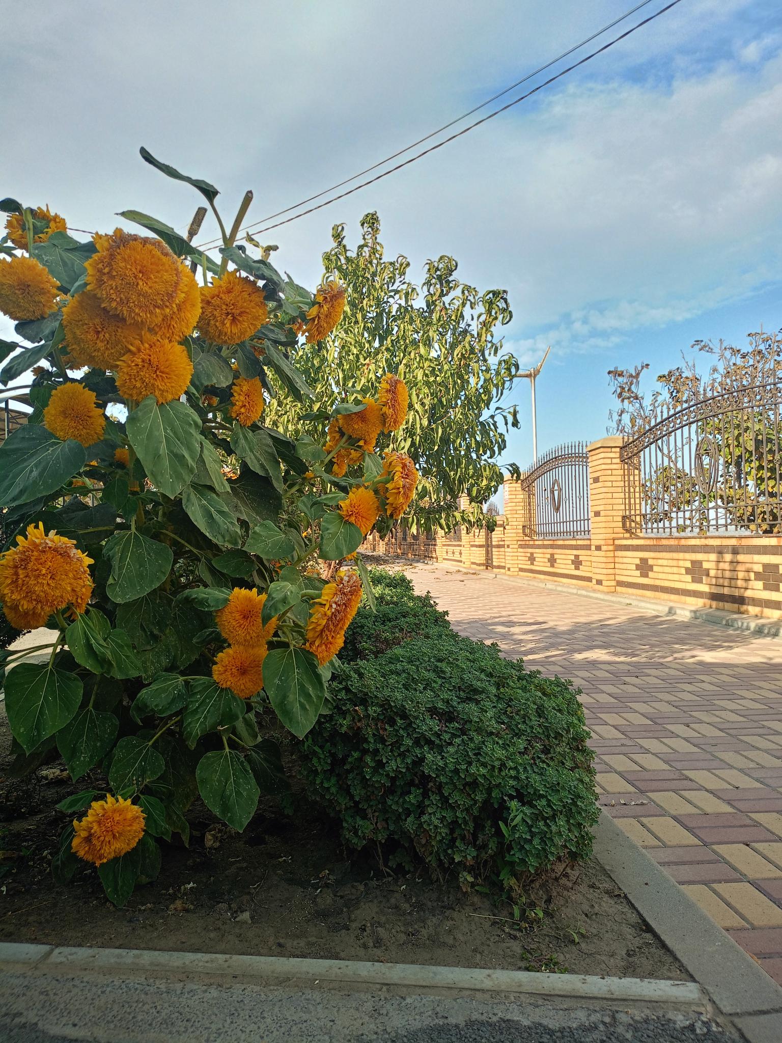 Фото Star Crystal