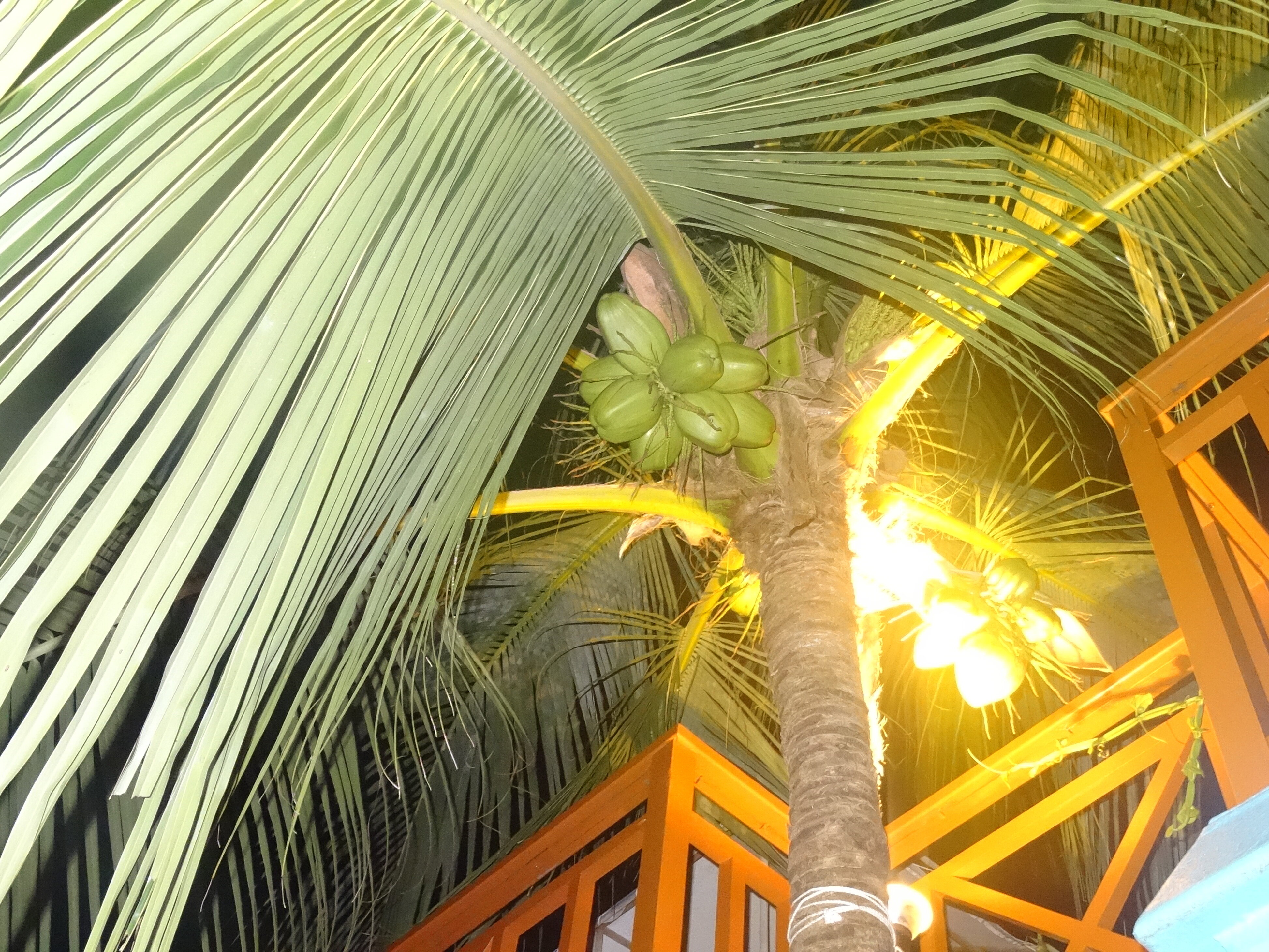 Фото Rasdhoo Relax Inn