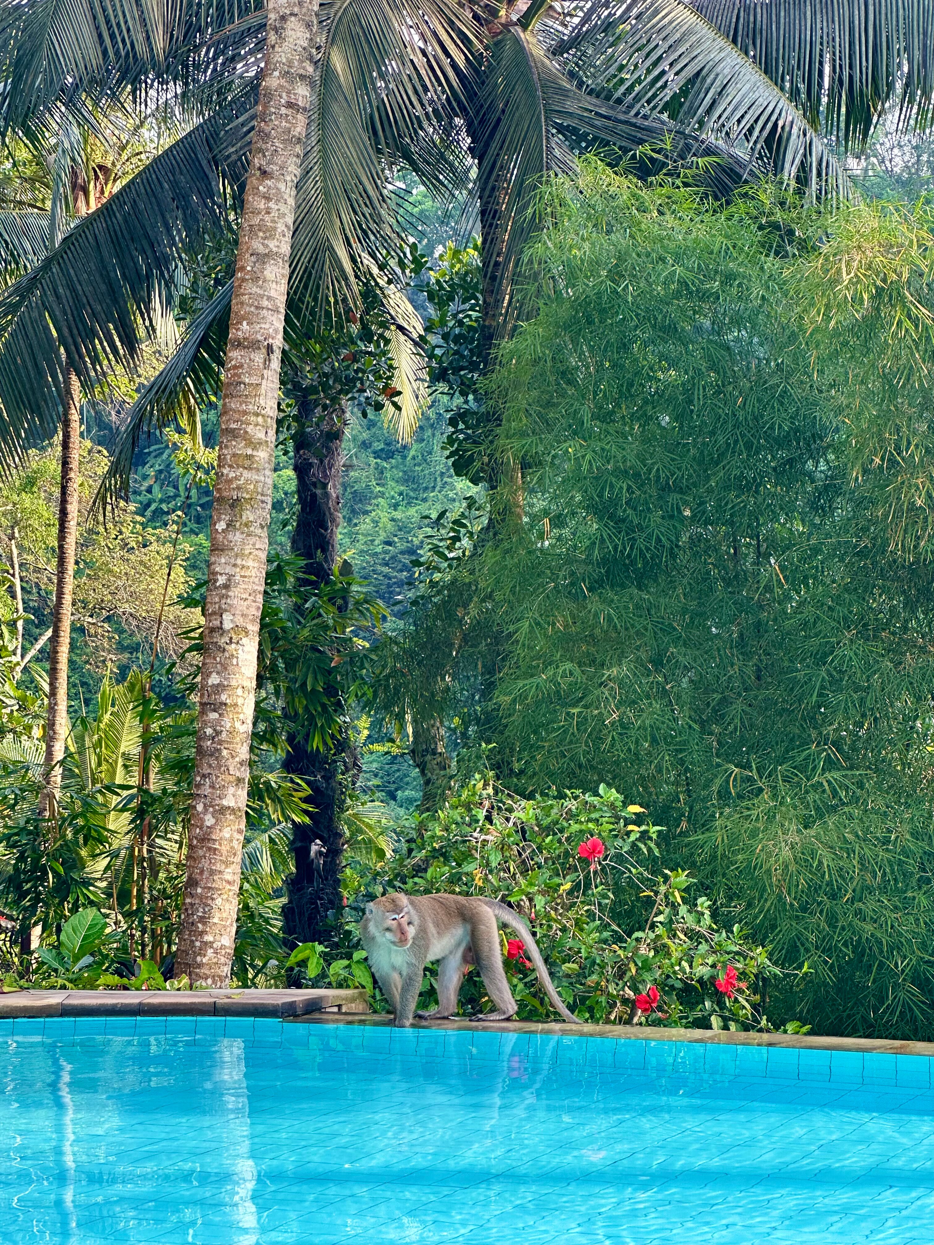 Фото Ayung Resort Ubud